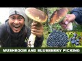 Picking Wild Mushrooms and Blueberries. Superfood. FORAGING!!! Funghi Porcini, Cep, Penny Bun.