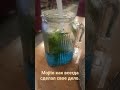 Mojito в теме.  #турция #стамбул #узбекскаяеда