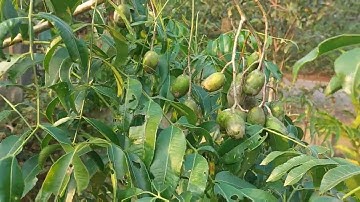 Khoe cây cóc trái sum xuê và hái