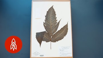 The Project to Photograph Every Plant in the World