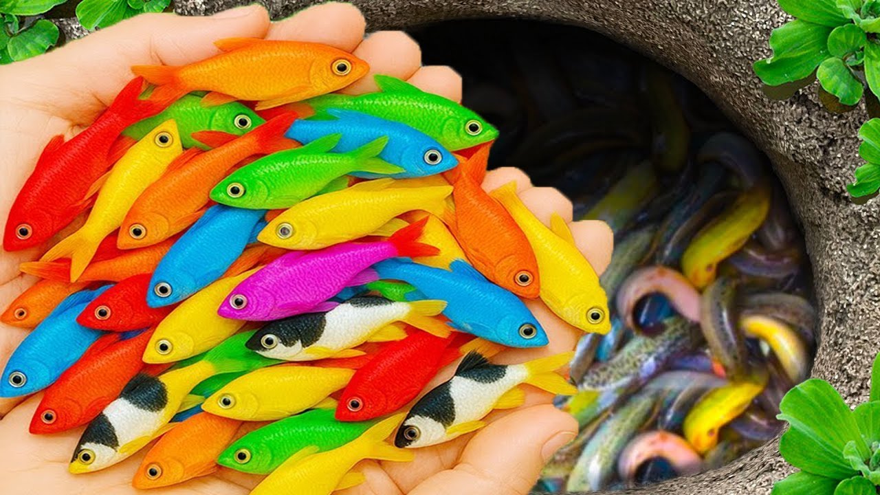 Catch beautiful aquarium fish in small pond baby turtles, eel, guppies nemo fish, cute fish, tadpole