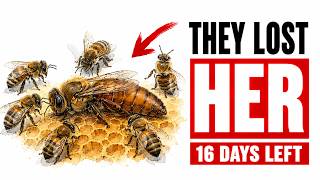 What Happens to the Bees the Second Their Queen Dies