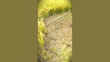 smart machine specifically for harvesting rice faster #shorts