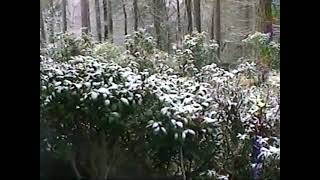 Sony Hi8 Camcorder TEST Footage