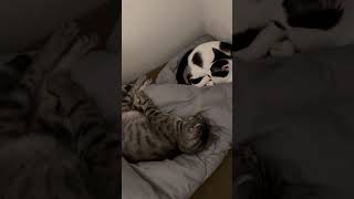 【眠たいよね💤】#shorts #cat #猫 #sleepycat #かわいい #癒し