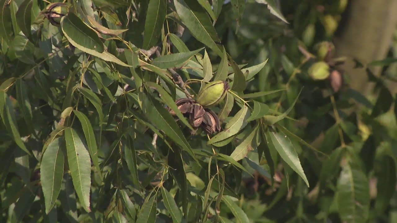 Pecan farmers share devastating impacts from Helene, as state ...