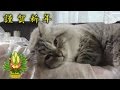 シベリア猫ミール君　第6弾　（平成29年1月13日公開） /Siberian cat vol.6 by akita pref.