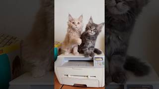 Котики мейнкун Пломбир и Фантом, продаются. Котики мейнкун Пломбир и Фантом, продаются.