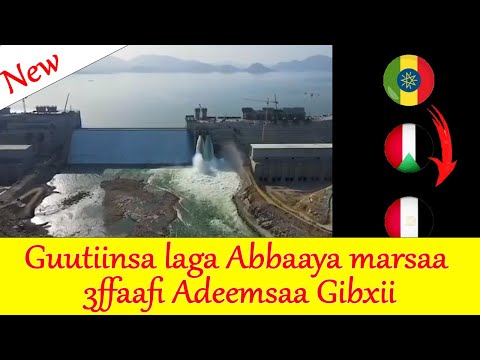 Guutiinsa Laga Abbaaya Marsaa 3ffaafi Adeemsaa Gibxii