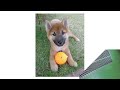 「ゆれるシッポの子犬きらら」デジタル紙芝居 by happ