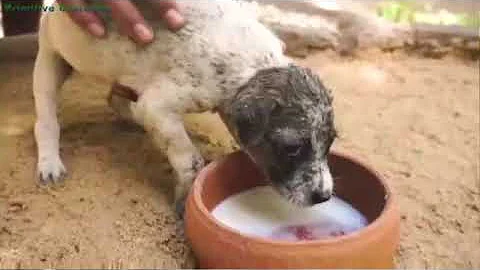 Oddly Satisfying Video With Relaxing & Calm Deep Sleep Music for Stress Relief & Meditation Ep248