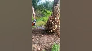 tebang pokok sawit