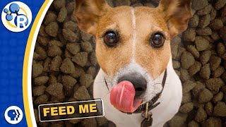 Why Dog Food STINKS!