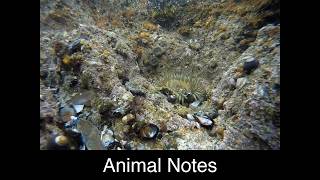 Animal Notes