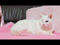 しろとちーちゃんLIVE 200226