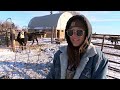 Cold Stress in Cattle - NTV News