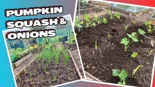 How I’m planting squash, pumpkins and tomatoes