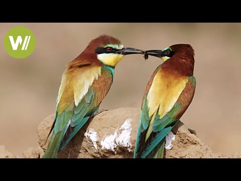 Storks and sappers: Birds of Spain and the Human Action (Animals Documentary in HD)