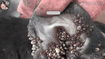Save Poor Dog From Many Ticks Attacking - Removing Ticks From Poor Pet @FamilyKun