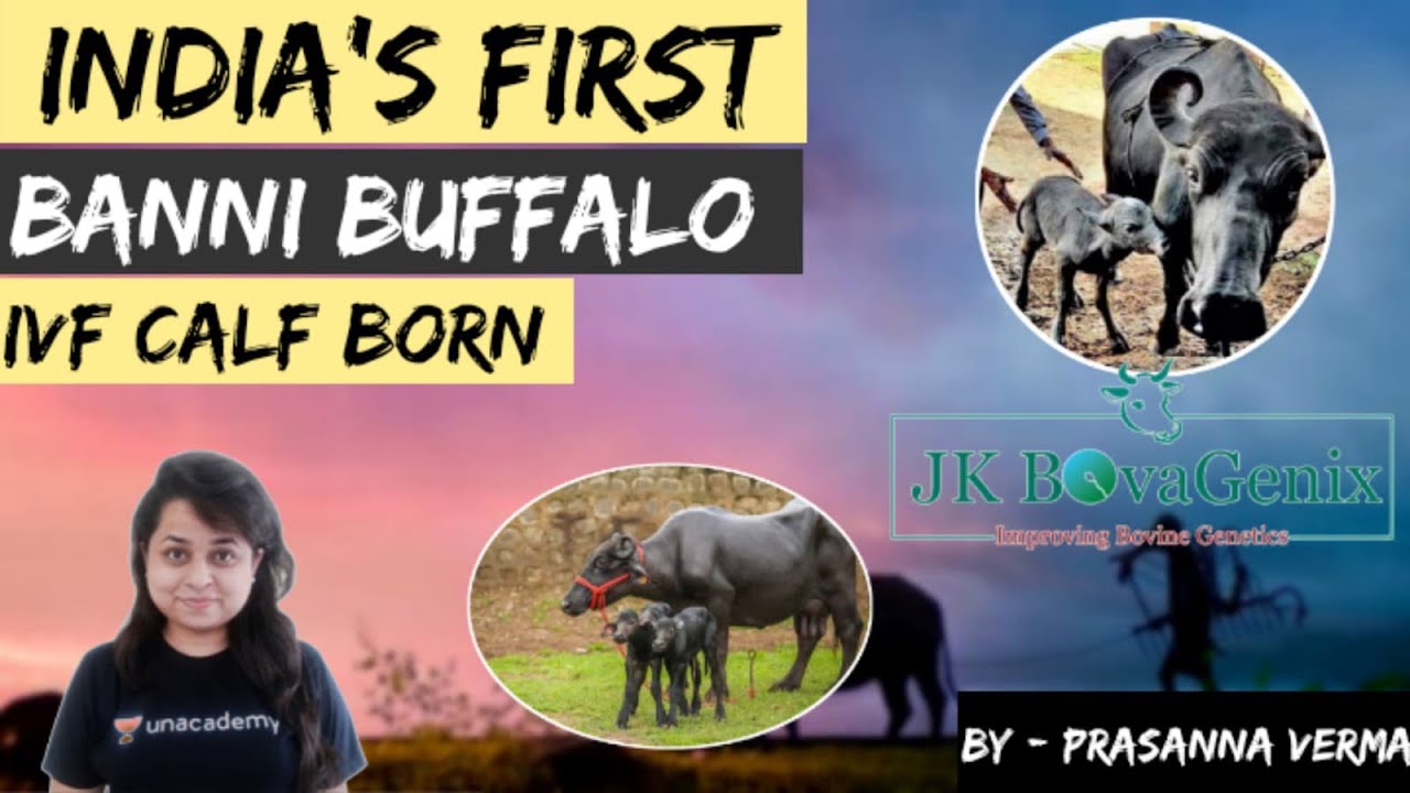 BANNI BUFFALO GAVE BIRTH TO INDIA'S FIRST IVF CALF 