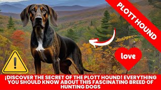 Of the seven breeds of United Kennel Club (UKC) registered coonhoun...