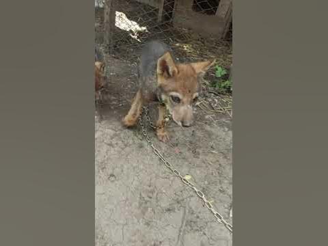 Приучаем волчат к цепи. Человек и волк волки волчата Wolf - YouTube