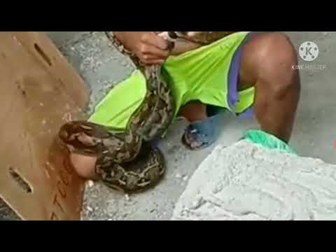 2 METERS PHILIPPINE PYTHON CAUGHT IN THE BACKYARD