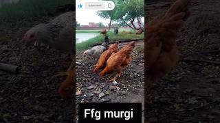 ffg murgi palan देसी मुर्गीपालन دیسی مرغی پالن
