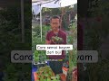 cara semai bayam di tray semai #janurinurhidayat #berkebun
