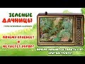 ПОЧЕМУ КРАСНЕЕТ и НЕ РАСТЕТ УКРОП? ПОЧЕМУ ЛОПАЮТСЯ ТОМАТЫ В ОТКРЫТОМ ГРУНТЕ?62