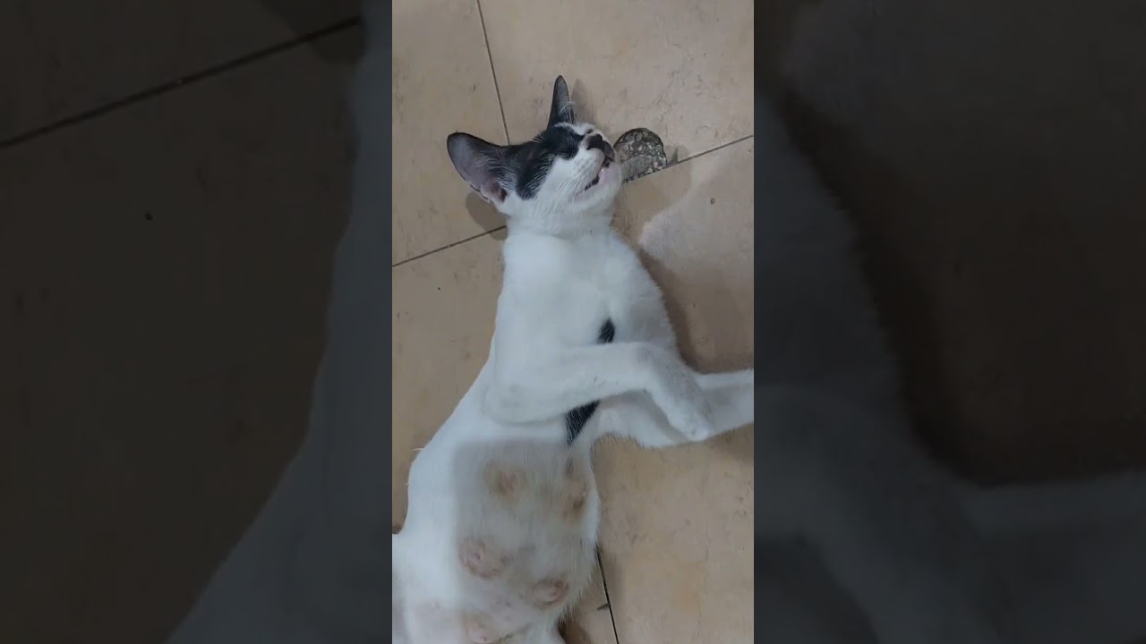cat feeling freedom❤️ 