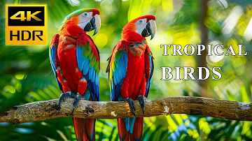 4K HDR MACAW PARROT | Breathtaking Colorful Birds | Birds Sound