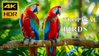 4K HDR попугай ара | Захватывающие дух красочные птицы | Звук птиц