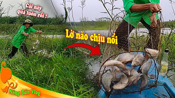 🐟🐟🐟Thăm Lờ Cá Rô Phi Mùa Nước Lớn Cá Chạy Mỗi Cái p4 || Nông Dân Vlog