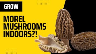 Growing Morel Mushrooms Indoors  Is THIS Possible?!