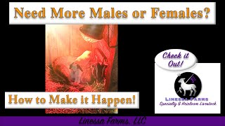 Need More Male or Female Babies?  Make it Happen! I Sheep & Goats
