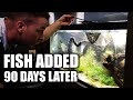 Fish added to new aquarium (90 DAY REVEAL!) The king of DIY
