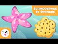 Les échinodermes et les éponges pour les enfants - Les animaux invertébrés - Sciences naturelles