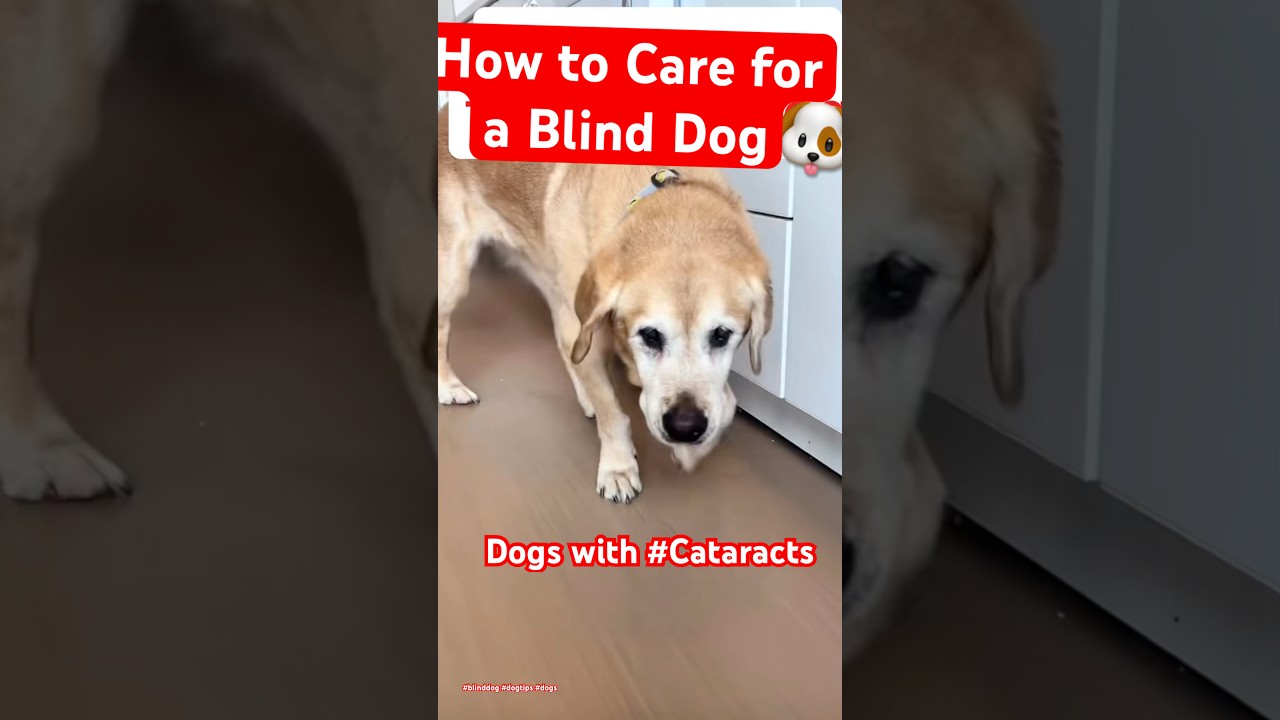 How to Care for a Blind Dog & Blind Dog Tips 🐶👁️  