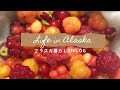 アラスカの森のベリー摘み/Berry Picking in Alaska