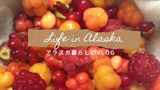 アラスカの森のベリー摘み/Berry Picking in Alaska