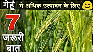 Wheat crop | Best farming tips for more production of wheat crop