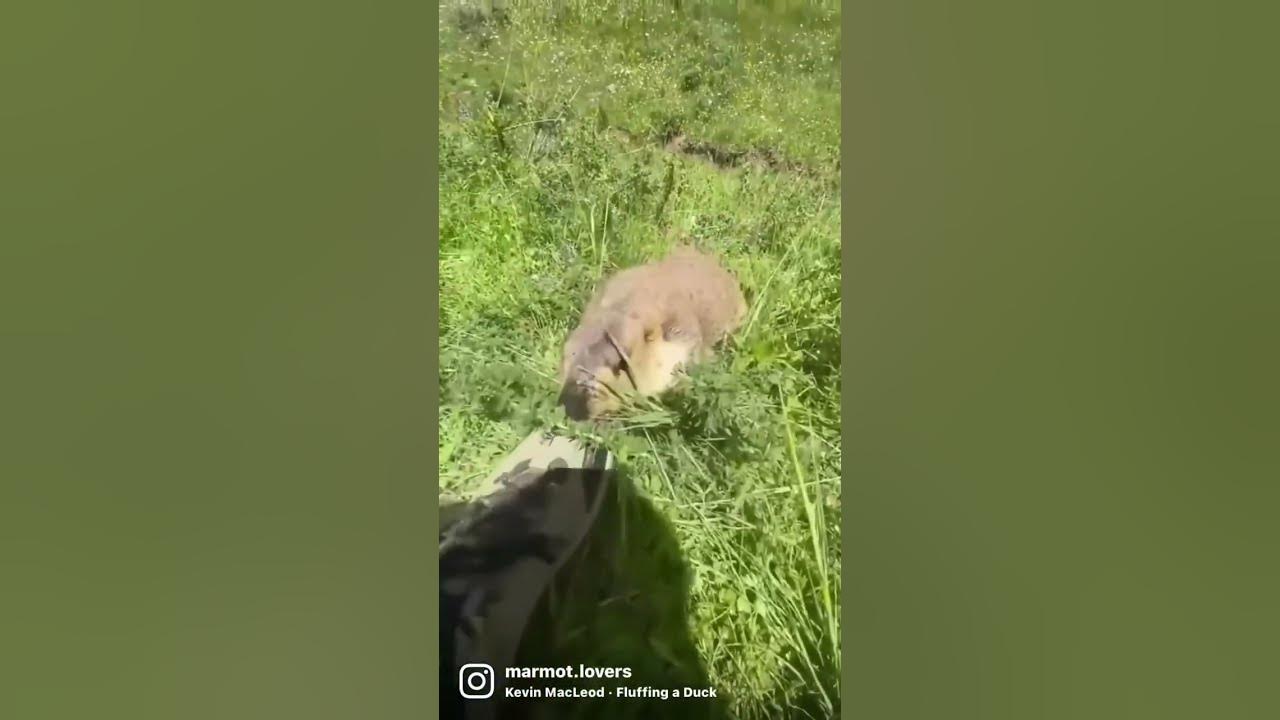 AYA AYA AYA AYA @iz6fvb(tiktok) #marmot #marmots #groundhogs #groundhog