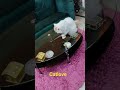 Persian Cat   #shortvideo#youtubeshorts#viral#shors#ytshrts#mukund
