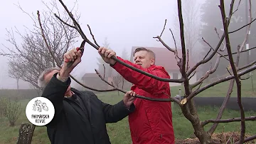 Kdy prořezávat roubovaný ořešák?