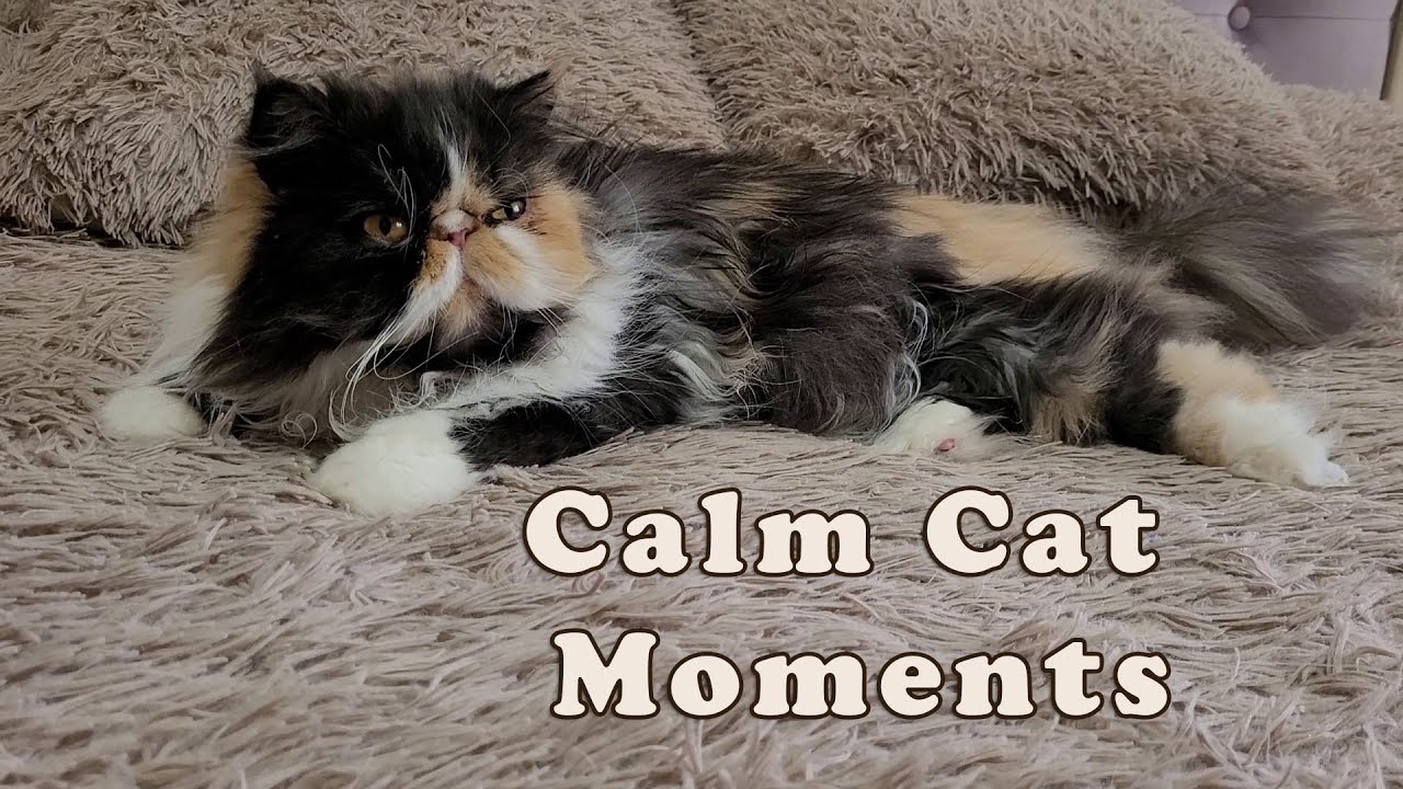 Calm Cat Moments | Slow Motion Relaxing Cat Video