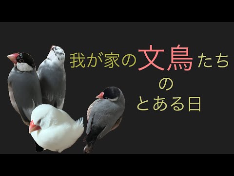 【我が家の文鳥】たちのとある日