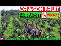 EP141 - Dragon Fruit Harvest and Mukbang | Mr. Bags' Sulbot | Occ. Mindoro