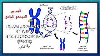 Fluorescence in situ hybridization (FISH) HD animation - بالعربى | التهجين الموضعي التألقي