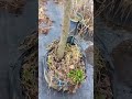 В'яз плакучий Кампердауні  (Ulmus glabra Camperdownii)